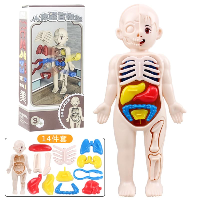 Interactive 3D Human Anatomy Discovery Mannequin